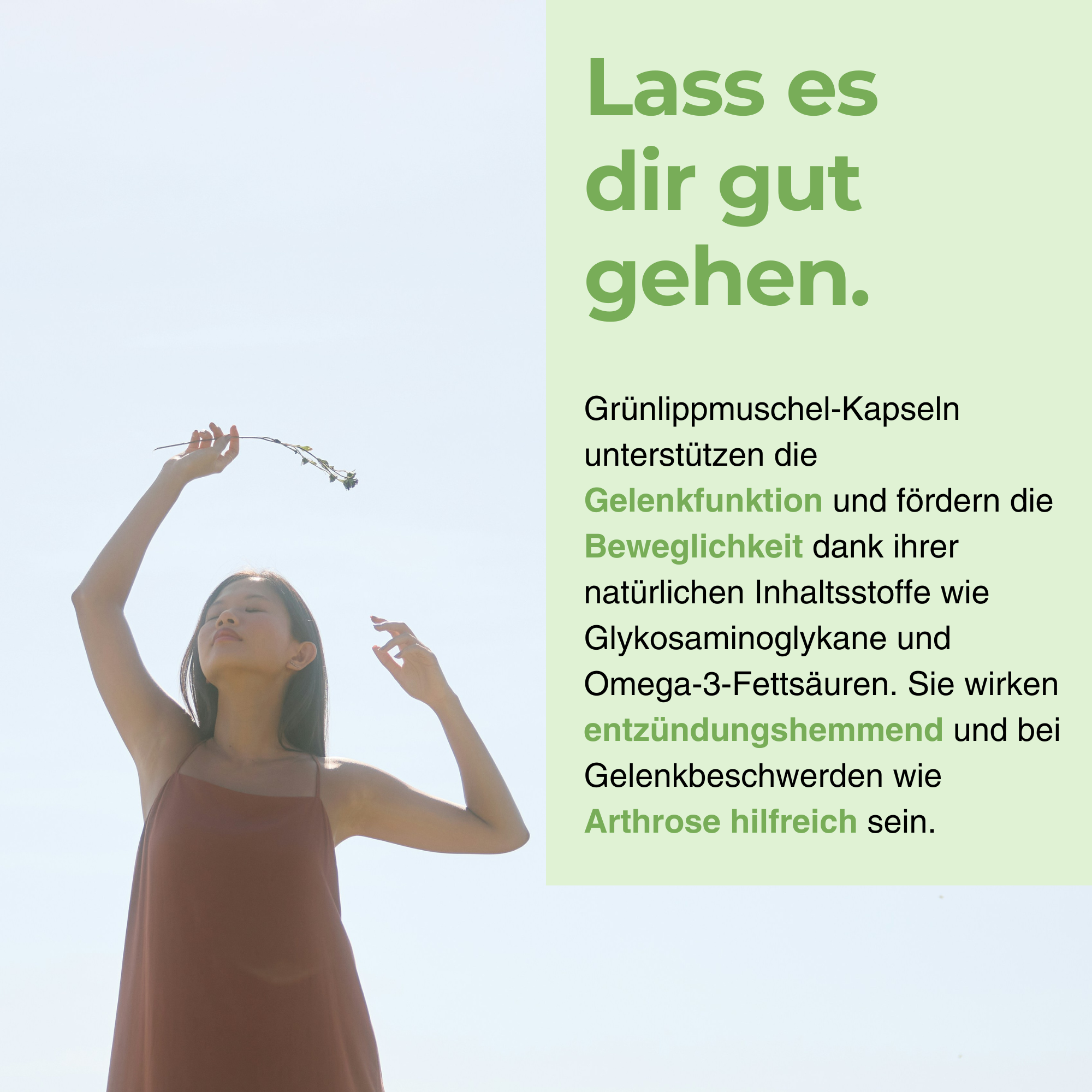 Grünlippmuschel